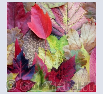 Autumn Leaves