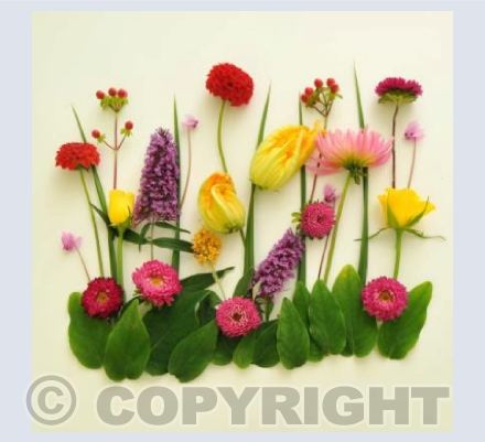 Wild Garden