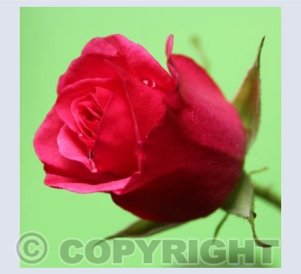 Red Rose