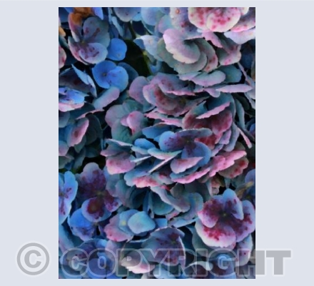 Hydrangea