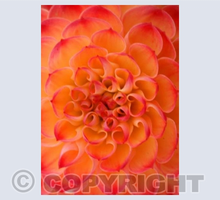 Pom pon Chrysanthemum