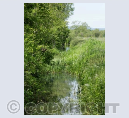 The River
