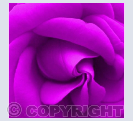 Purple rose