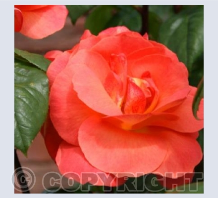 Orange Rose