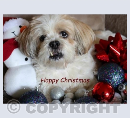 Christmas Lola