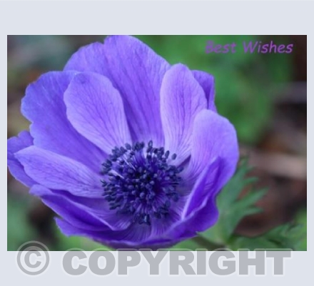 Purple Glory