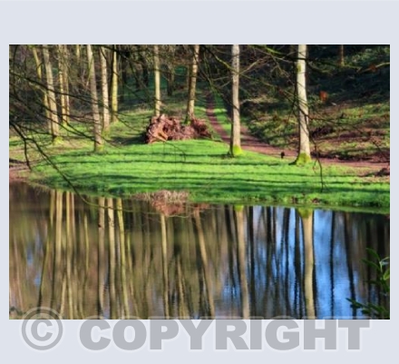Reflections 