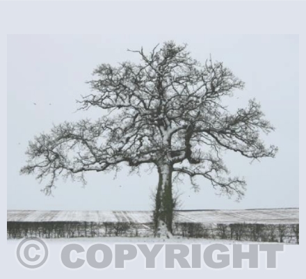 Winter Tree