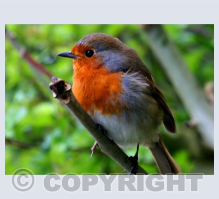 A Robin Sheltering from the Rain