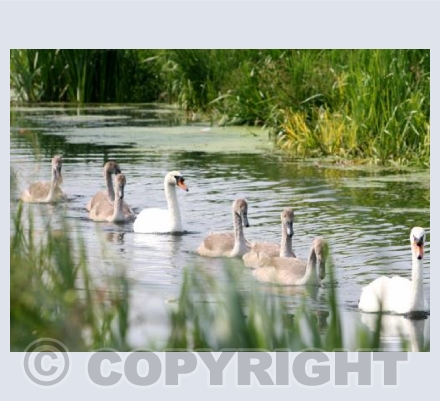 Proud Swans