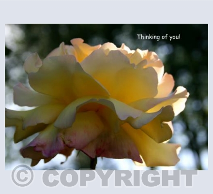 Beautiful Yellow Rose