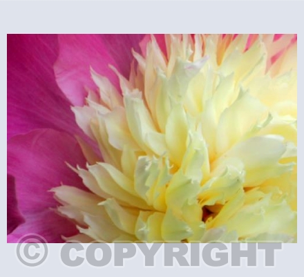 Peony