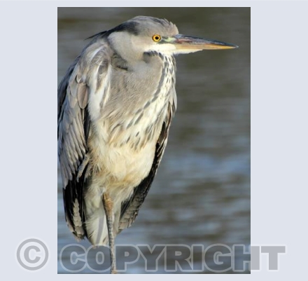 Grey Heron