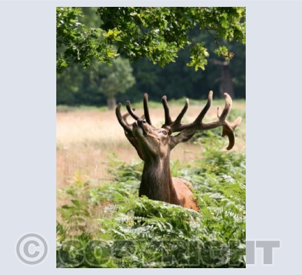 Head Stag
