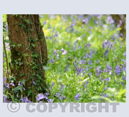 Bluebells in the Woods