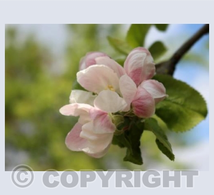 Apple Blossom