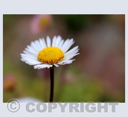 Daisy Daisy