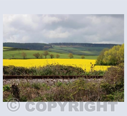 Rapeseed
