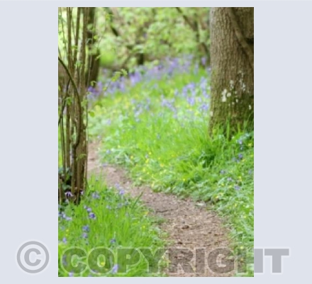 Pathway through Bluebell Woods