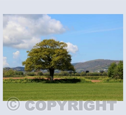 Dunster Tree
