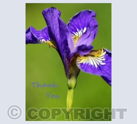 Iris
