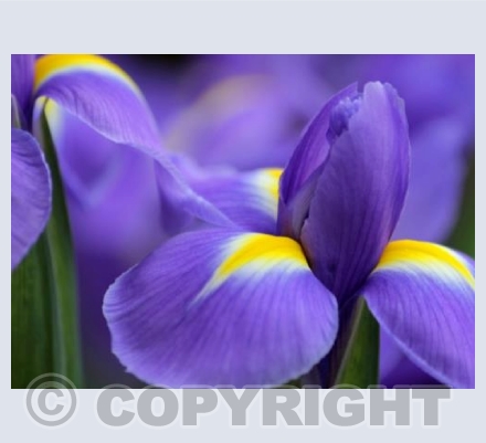 Purple Irises