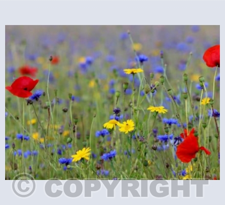 Somerset Wild Flower Field 