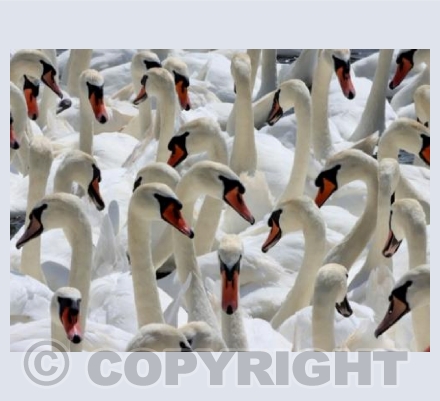 Swans, Swans 