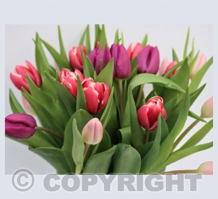 Spring Tulips