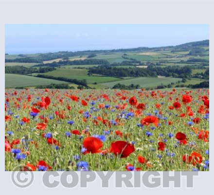 Wild Flower Scene