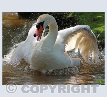 Dancing Swan
