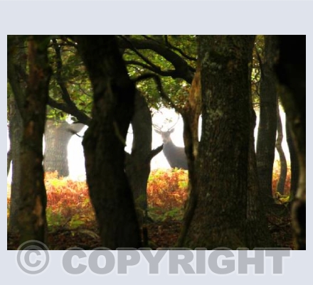 Stag Hiding in the Woods