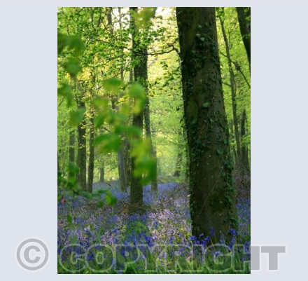 Bluebell woods