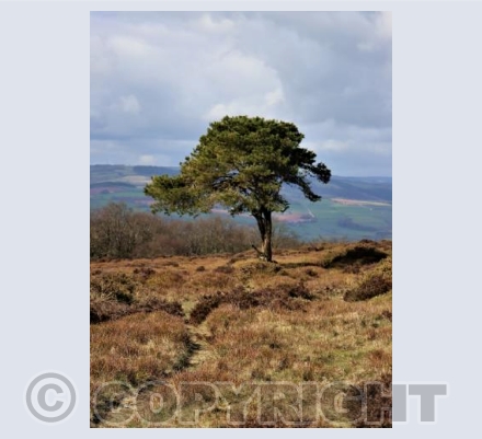 Quantock Tree 