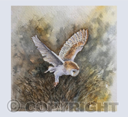 Evening Flight (Barn Owl)
