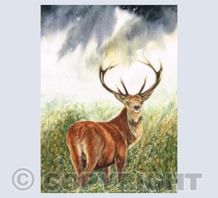 Lone Stag 