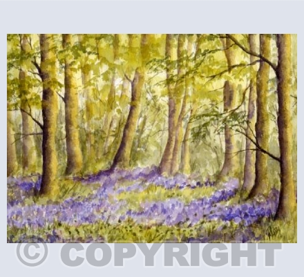 Bluebell Wood