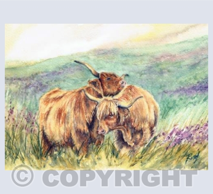 Highland Cattle