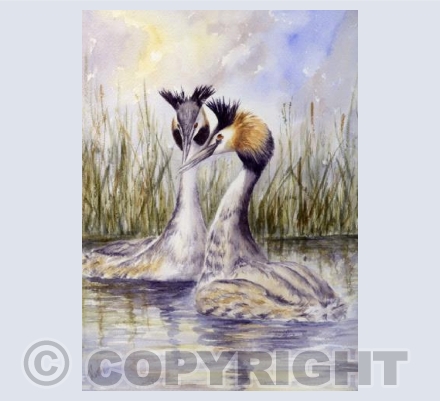 Crested Grebes