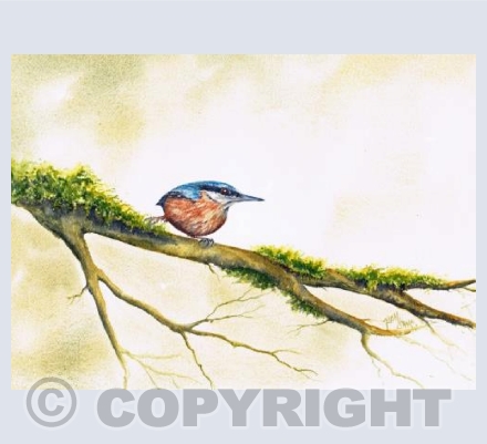 Nuthatch