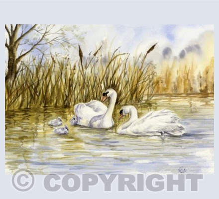 Swans & Cygnets