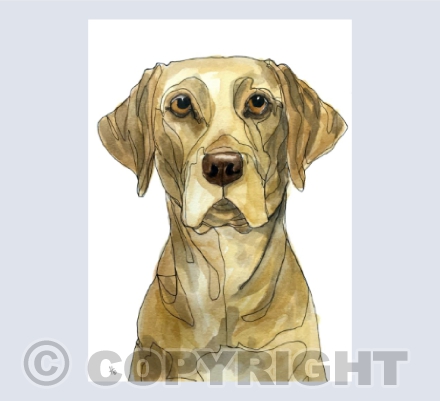 Gotta love a Yellow Labrador