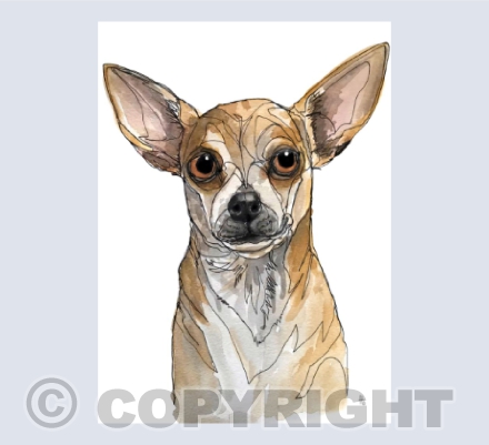 Gotta love a fawn chihuahua