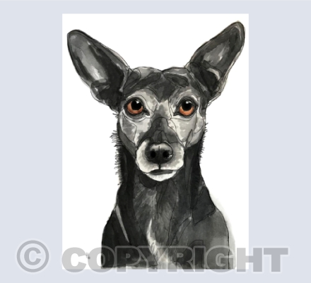 Gotta love a black terrier