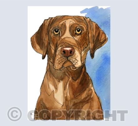 Gotta love a chocky labrador