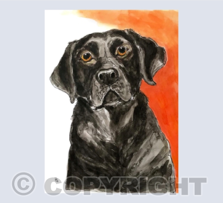 Black labradors, gotta love them