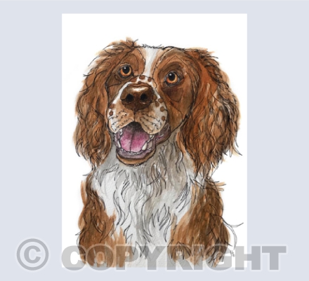 Springers, gotta love them