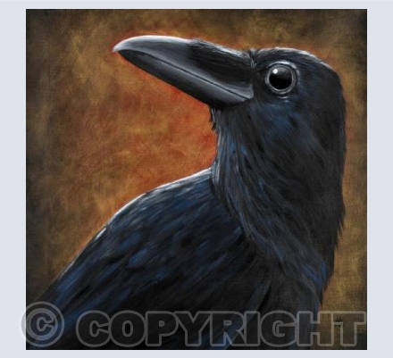 Corvus corax