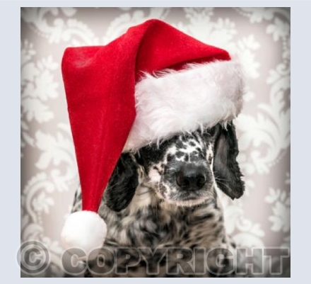 Santa paws