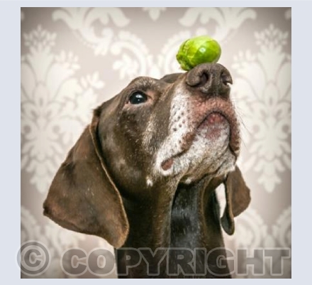 Sproutmas